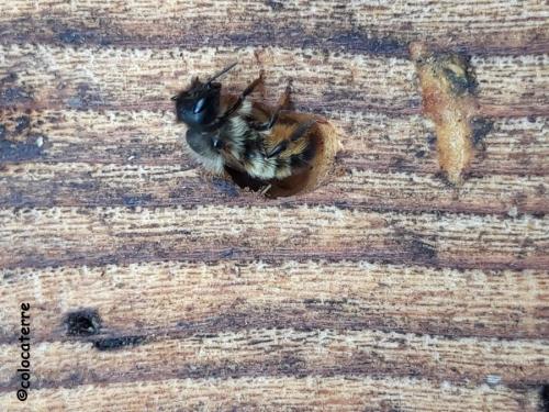Réf. 255 260 : Osmia sp.